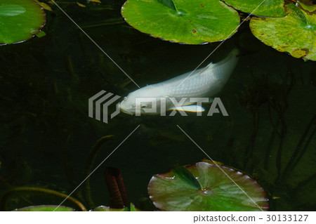 White carp in Monet's pond White carp in Monet's pond 30133127