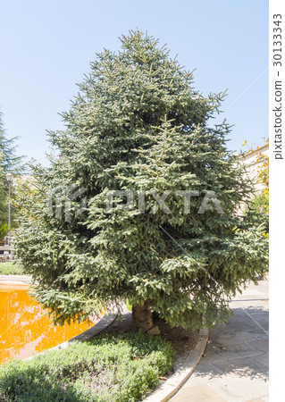 Abies Pinsapo in a garden Abies Pinsapo in a garden 30133343