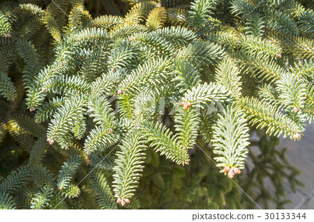 Abies Pinsapo branches in a garden Abies Pinsapo branches in a garden 30133344