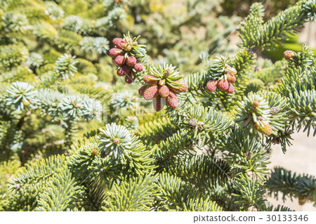 Abies pinsapo branches with fruits 30133346