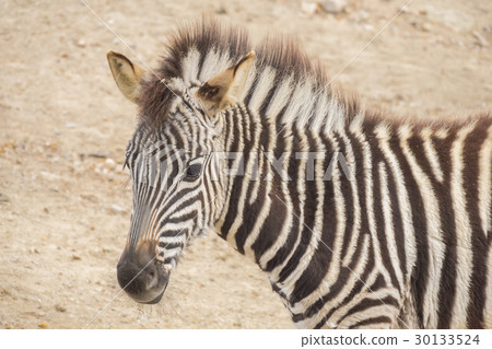 Young Zebra Chapman, Equus Burchelli Chapmani Young Zebra Chapman, Equus Burchelli Chapmani 30133524