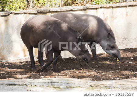 Two brazillian tapir looking for food on earth Two brazillian tapir looking for food on earth 30133527