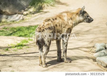 One Spotted hyaena staring at something One Spotted hyaena staring at something 30133529