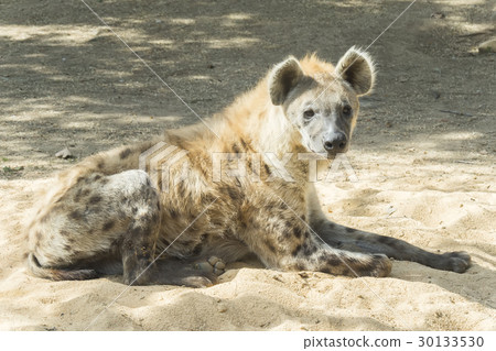 One Spotted hyaena staring at something 30133530