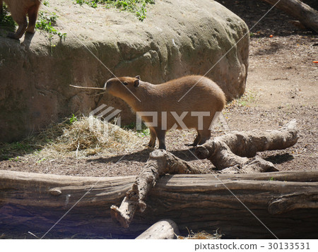 Capybara eating grass Capybara eating grass 30133531