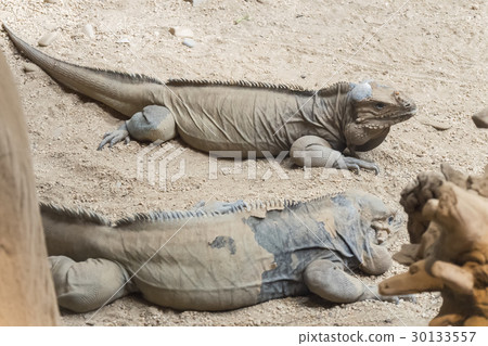 Two rhinoceros iguanas resting on the sand 30133557