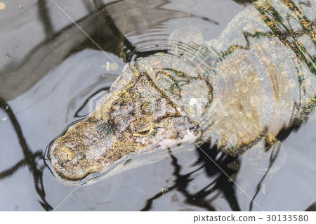 Spectacled caiman in the water 30133580