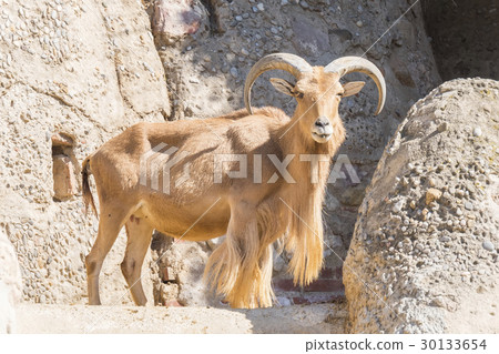 Atlas Muflon resting, Ammotragus lervia Atlas Muflon resting, Ammotragus lervia 30133654