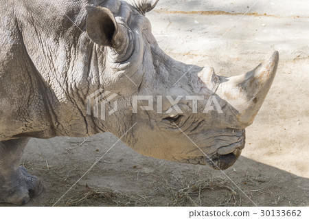 Rhinoceros eating grass, Ceratotherium Simun 30133662