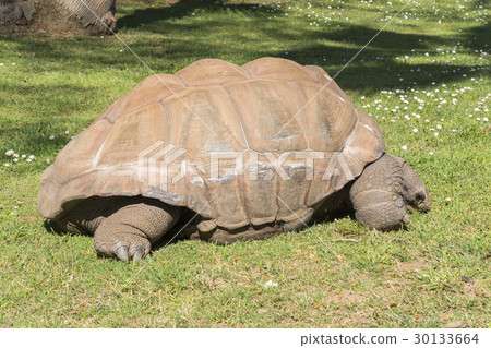 Giant turtle eating grass, Tortoise Aldabra giant 30133664