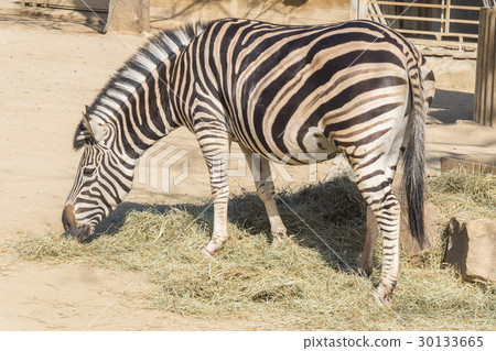 Chapman Zebra , Equus Burchelli Chapmani 30133665