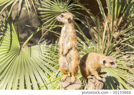 Meerkats to the sun prying, Suricata suricatta 30133668