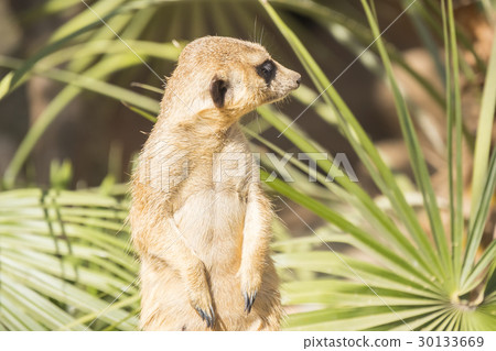 Meerkats to the sun prying, Suricata suricatta Meerkats to the sun prying, Suricata suricatta 30133669