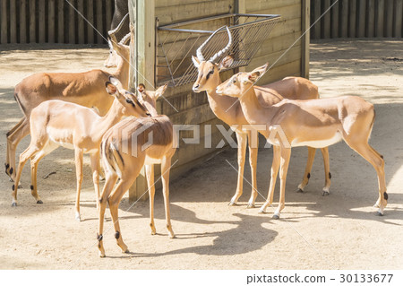 Black faced Impalas, Aepyceros Melampus Peter Black faced Impalas, Aepyceros Melampus Peter 30133677