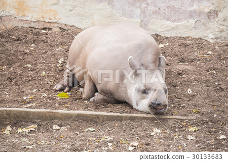Brazillian tapir sleeping , Tapirus terrestri Brazillian tapir sleeping , Tapirus terrestri 30133683