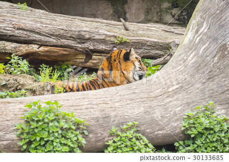 Tiger sleeping between two trunks, Panthera tigris Tiger sleeping between two trunks, Panthera tigris 30133685