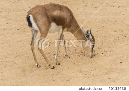 Dorcas gazelle looking for food between the earth Dorcas gazelle looking for food between the earth 30133686