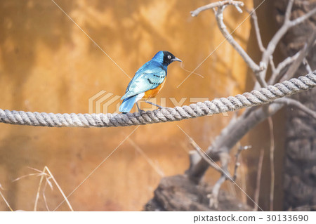 Superb starling perched on a rope, Spreo Superbus Superb starling perched on a rope, Spreo Superbus 30133690