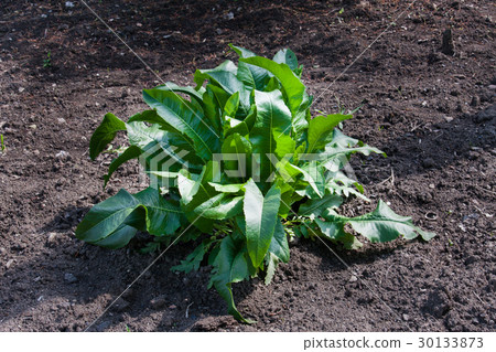 bush of horseradish in the garden. Armoracia bush of horseradish in the garden. Armoracia 30133873