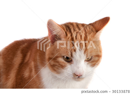 portrait of red cat looking away isolated on white portrait of red cat looking away isolated on white 30133878
