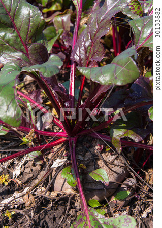 Ripe beetroot in the garden close up Ripe beetroot in the garden close up 30133882