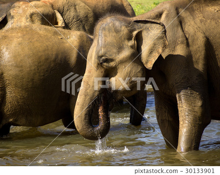 Elephant bathing at the orphanage Elephant bathing at the orphanage 30133901