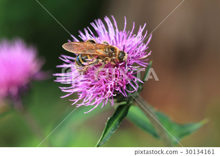 Flower of a noahara thistle and a bee Manaka Mountain Flower of a noahara thistle and a bee Manaka Mountain 30134161