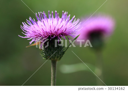 Flower of Noahara Thistle Mt. Takao Flower of Noahara Thistle Mt. Takao 30134162