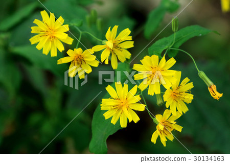 Yaxishawa Mt. Takao的7朵花 30134163