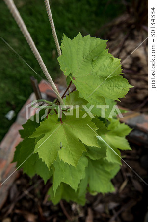 plant and tree in the garden plant and tree in the garden 30134334
