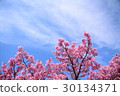 Pink cherry blossoms 30134371