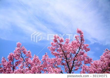 Pink cherry blossoms Pink cherry blossoms 30134371
