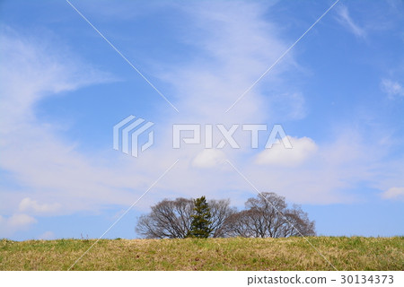 A tree that can be seen through the bank A tree that can be seen through the bank 30134373