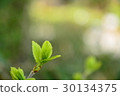 Tree buds 30134375