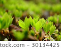 Tree buds 30134425