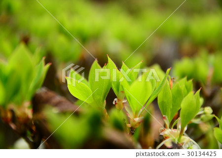 Tree buds Tree buds 30134425