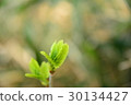 Tree buds 30134427