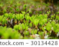 Tree buds 30134428