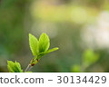 Tree buds 30134429