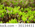 Tree buds 30134431