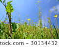 Wild Rape Blossoms 30134432