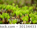 Tree buds 30134433