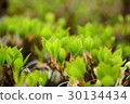 Tree buds 30134434