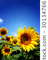 sunflower	 30134766