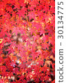 Autumn leaves 30134775