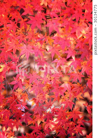 Autumn leaves 30134775
