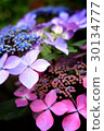  hydrangea 30134777