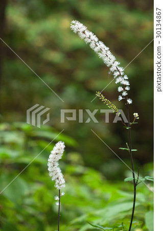 Sarasina Shomma Flower Okutama 30134867