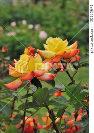 花,玫瑰,橙色,@大阪市中之島公園 花,玫瑰,橙色,@大阪市中之島公園 30135671
