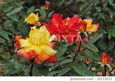 花,玫瑰,橙色,@大阪市中之島公園 花,玫瑰,橙色,@大阪市中之島公園 30135672